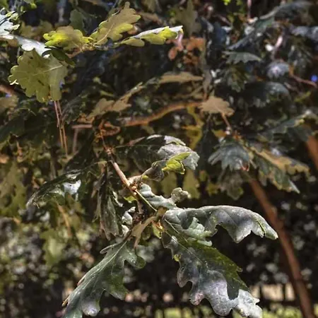 A Leira 116 De Diseno Sarria