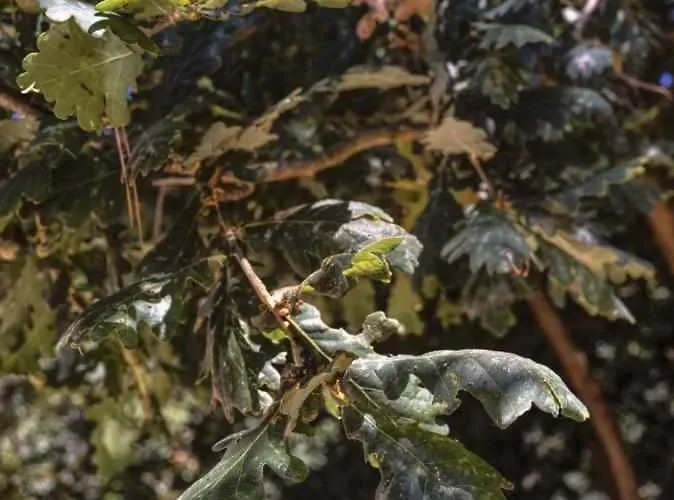 A Leira 116 De Diseno Саррия